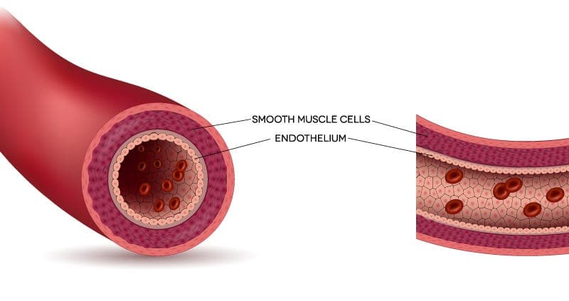 Your Aging Blood Vessels' Secret Ally: The Gut Connection preview