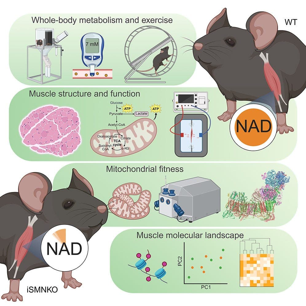 Rethinking NAD⁺ Supplementation preview